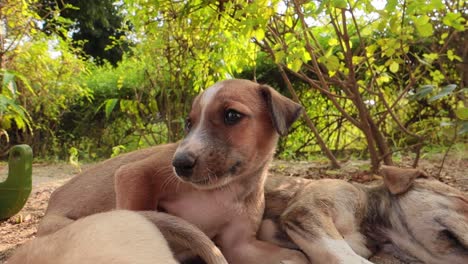 homeless puppies on the streets of the city.