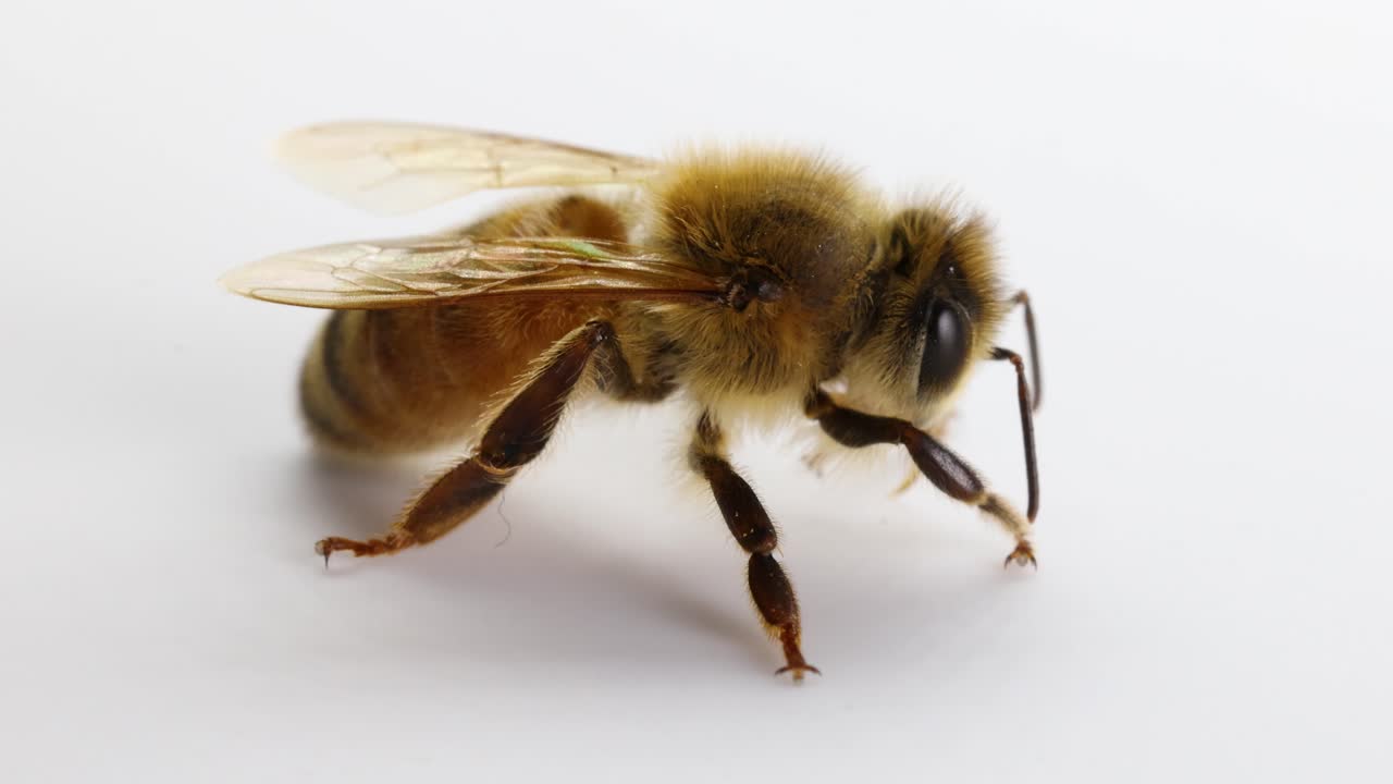 Detailed macro video of a honeybee on a white background, highlighting its anatomy and subtle movements in natural lighting