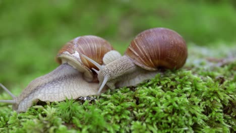 Helix pomatia also Roman snail, Burgundy snail