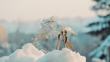 frozen brown plants covered in snow on a balcony during a golden hour sunrise on the cold winter morning