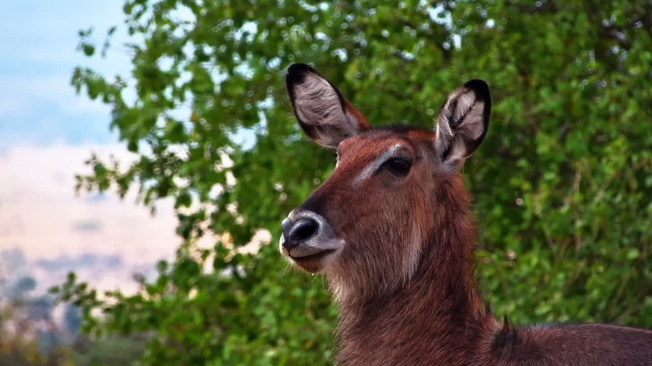 Retrato de un buco de agua