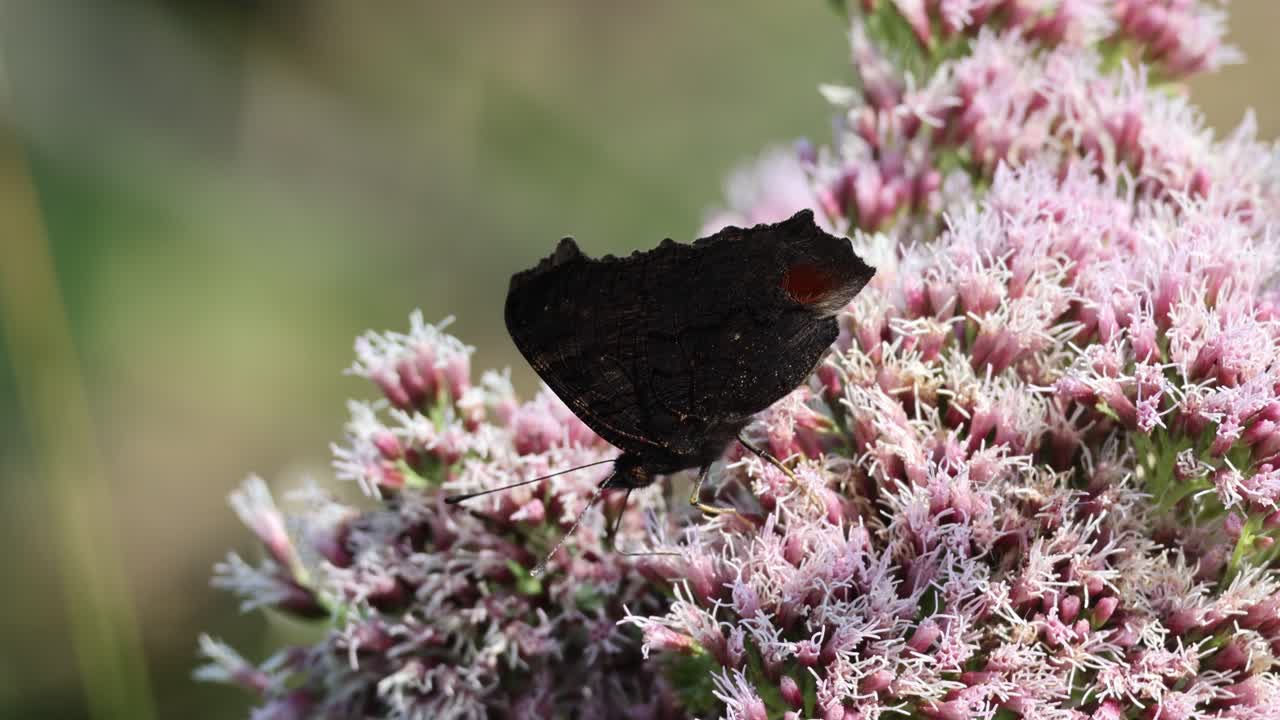 Farfalla pavone comune europea che si nutre su un fiore di lillà estivo.