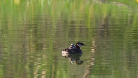 baby grebette preens plumage on back of red-necked grebe in green pond