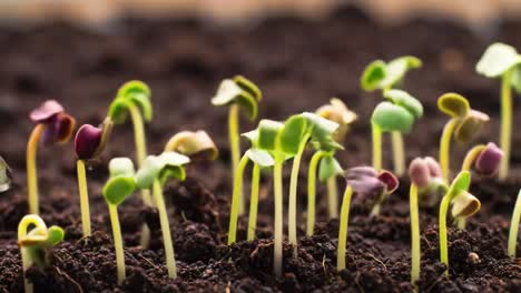 new beginnings: the journey of seedlings sprouting from rich soil to thrive under the sun, celebrating nature's remarkable cycle of growth and renewal