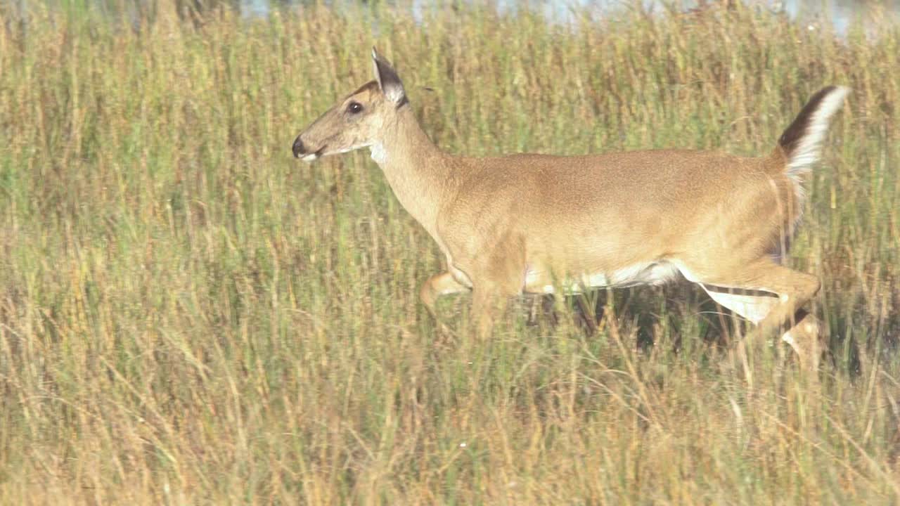 느린 동작으로 톱풀 갈대를 따라 걷는 장엄한 흰 꼬리 사슴