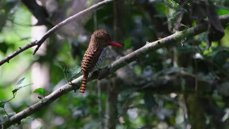 Gesehen,-Wie-Er-Seinen-Kamm-Nach-Rechts-Auf-Und-Ab-Bewegt,-Während-Die-Kamera-Herauszoomt,-Gebänderter-Eisvogel-Lacedo-Pulchella,-Thailand