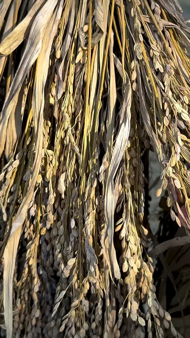 자연 환경 에서  곡물 을 검사 하는 손