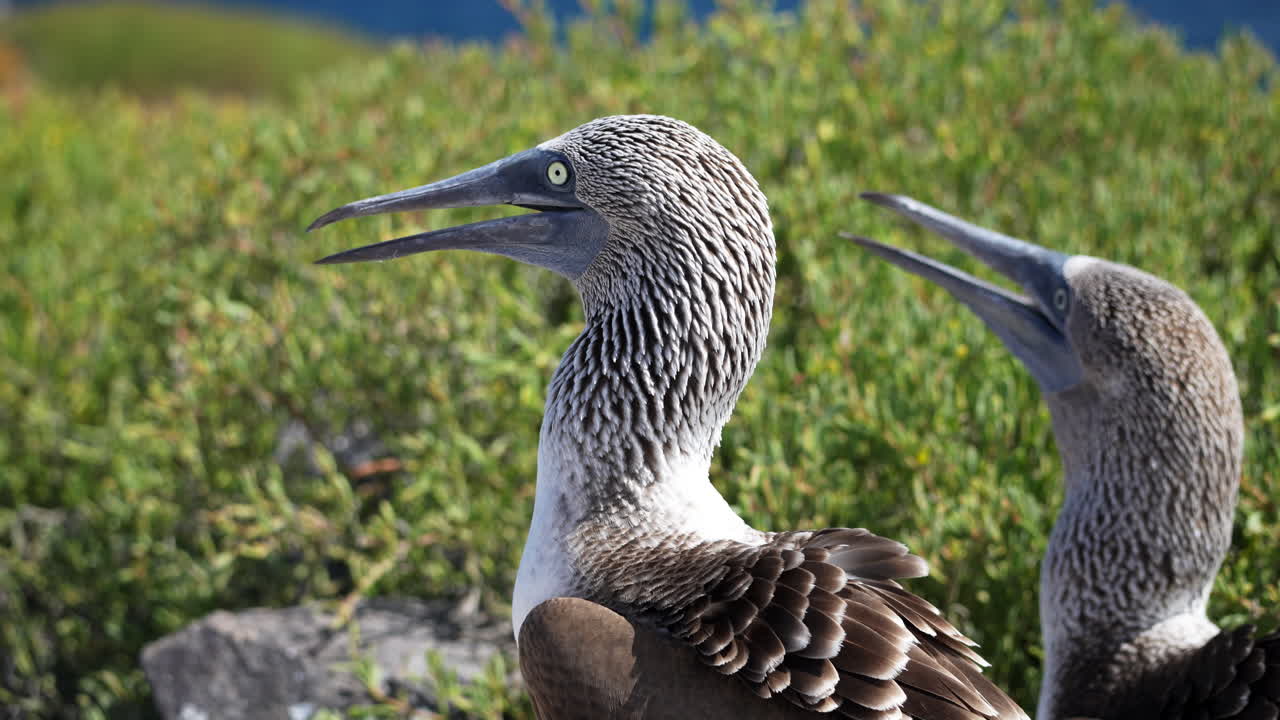 갈라파고스의 에스파뇰라 섬에서 짝짓기 소리를 내는 푸른 발 부비