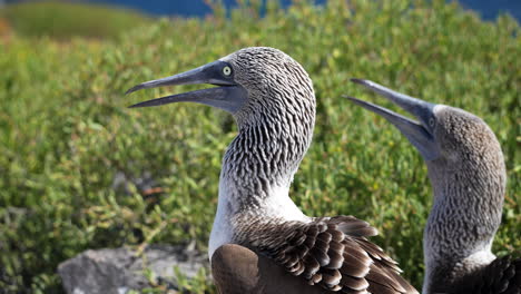piquero de patas azules silbando una llamada de apareamiento a su pareja en la isla española en las galápagos