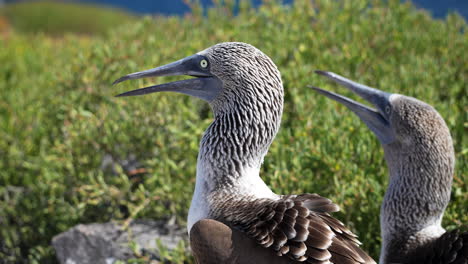 blue-footed booby whistling mating call to partner on espanola island in the galapagos