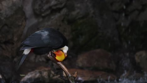 un tucán toco encaramado, ramphastos toco, limpiando y limpiando su pico contra un palo de madera debajo del dosel con un arroyo en cascada en el fondo, tiro estático de cerca