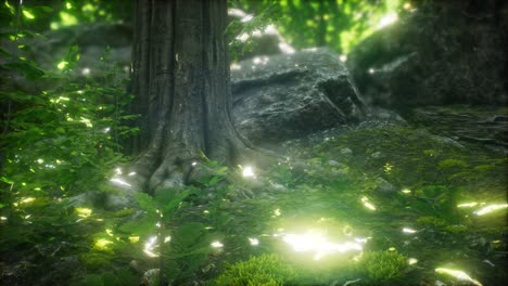 sun light in the green forest