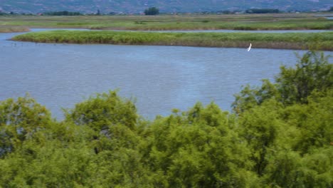 Seagull-flying-over-natural-lagoon-with-shallow-water-surrounded-by-green-reeds-and-trees,-follow-shot