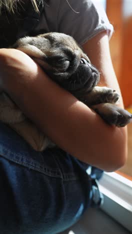 a child holding a sleeping pug puppy