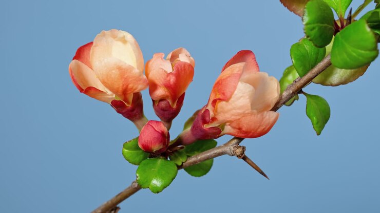 Macro time-lapse: fiori di sakura di cotogno giapponese (Chaenomeles, cotogno di Maule) in fiore su sfondo blu, primo piano.