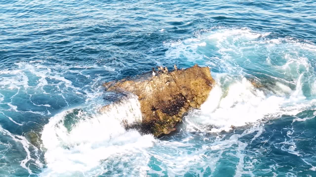 Onde di un blu profondo della costa della California che si infrangono sulle rocce mentre gli uccelli tentano di appollaiarsi