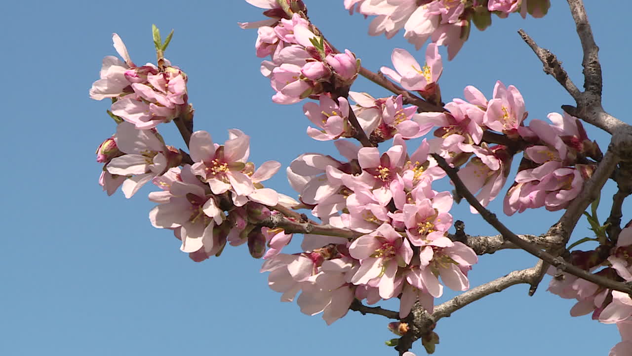 Almond Blossoms in Spring