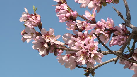 almond blossoms in spring