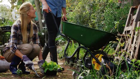 man walking with wheelbarrow and female gardener digging soil with garden fork