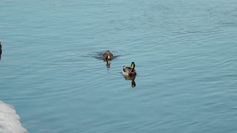 two ducks swimming down the ottawa river near the snowy river bank