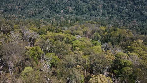 drone aerial moving up showing australian native trees and mountains