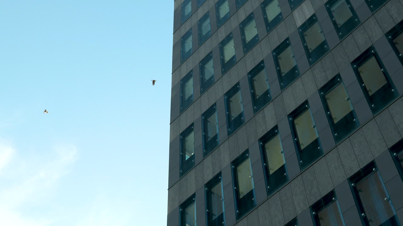 Two birds in flight near a modern building's facade with a pattern of windows against a clear blue sky