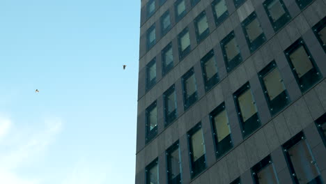 two birds in flight near a modern building's facade with a pattern of windows against a clear blue sky