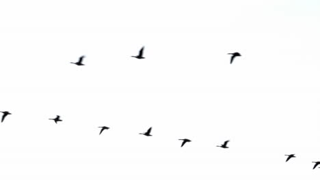 a v of geese flying through the sky on their way south