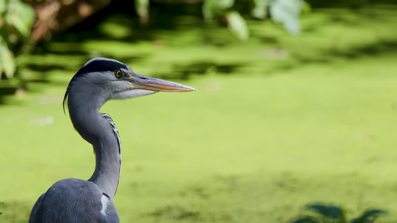 Grey heron stands still, alert, in bright daylight by green wetland pond, close-up view