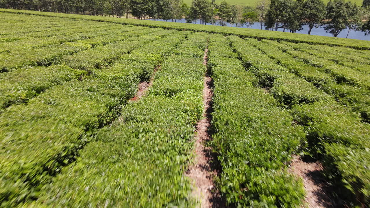 Drone flight over a lush green tea plantation