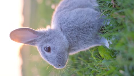 close-up of a cute grey rabbit in green grass