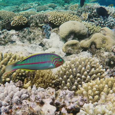 ecosystem of a coral reef with a lot of fish red sea anthias 9