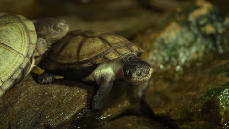 closeup of two west african mud turtles resting on rock by water stream