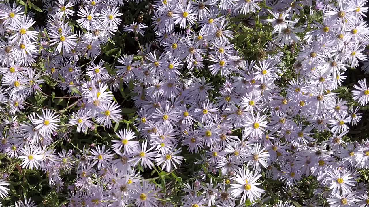malva pálido margaritas de michaelmas en la luz del sol