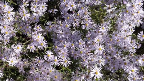 malva pálido margaritas de michaelmas en la luz del sol