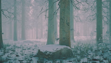 Snow covered forest with tall trees and gentle lighting in winter season