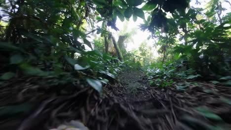 jungle path through lush vegetation