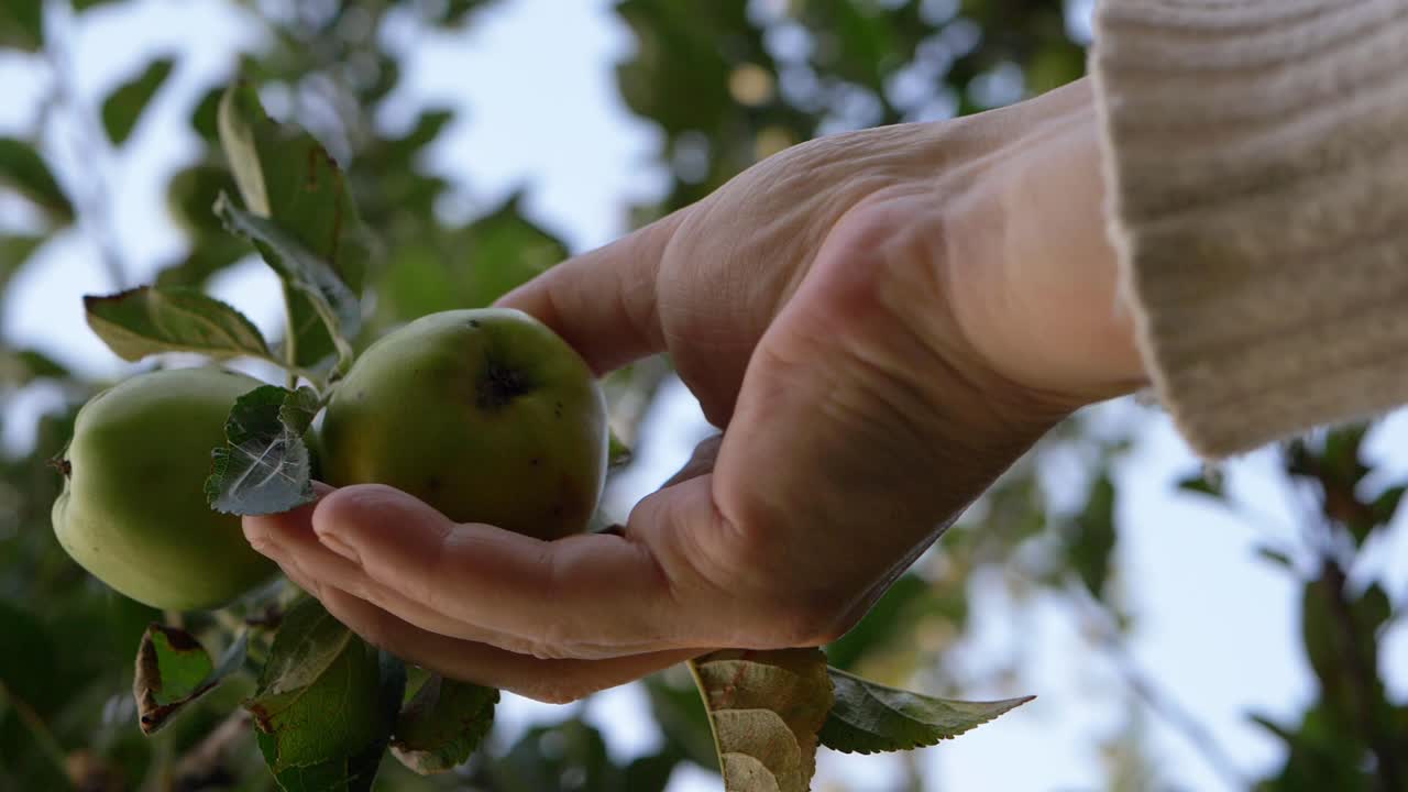 mano recogiendo manzana en un árbol tiro medio