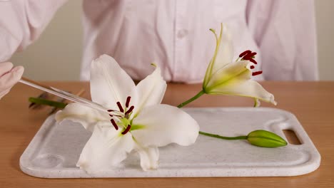 a scientist in a lab coat examines a lily flower using a glass rod under controlled lighting on a lab table