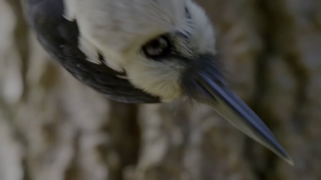 Close-up of a Young Bird's Head and Beak