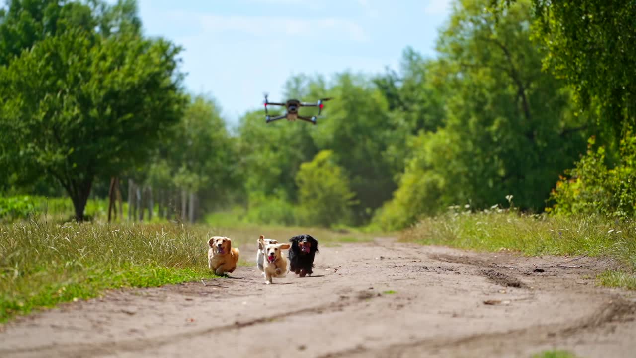 Running dogs and drone. Funny pets run on the road in the countryside. Drone accompanies the domestic pets in a sunny summer day.