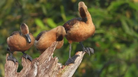 Lesser-Whistling-Duck-Chicks-Uhd-Mp4