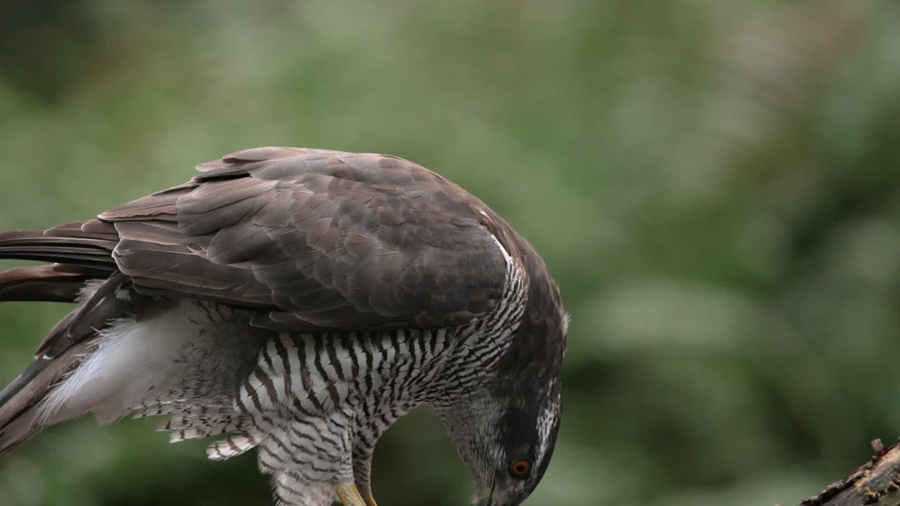 primer plano estático de un azor del norte
