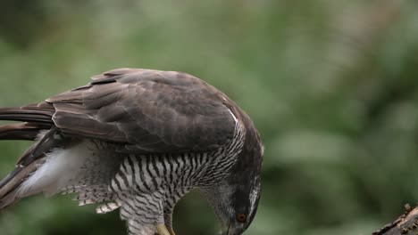 Close-up-static-shot-of-a-Northern-Goshawk