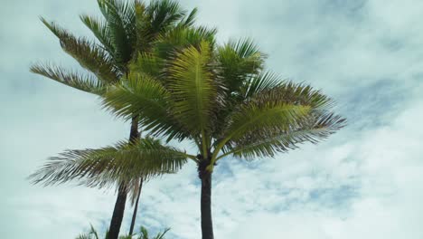 tropical storm, palms on the empty beach on a windy and rainy day