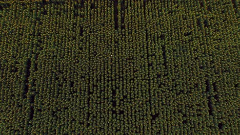 man in a hat is walking across the field with sunflowers. aerial view video from copter. top view.