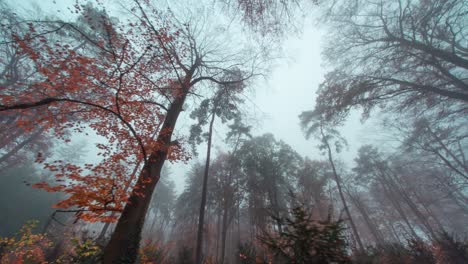 A-walk-in-the-beautiful-Hvezda-park-in-Prague