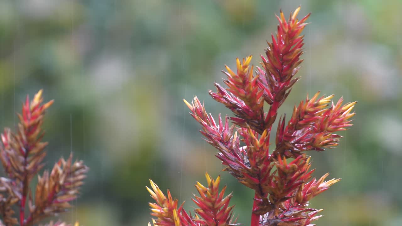 planta de hawaii en la lluvia bromelia aechmia blanchetiana