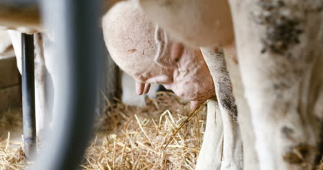 vacas lecheras listas para ordeñar en la producción de leche de granja 1