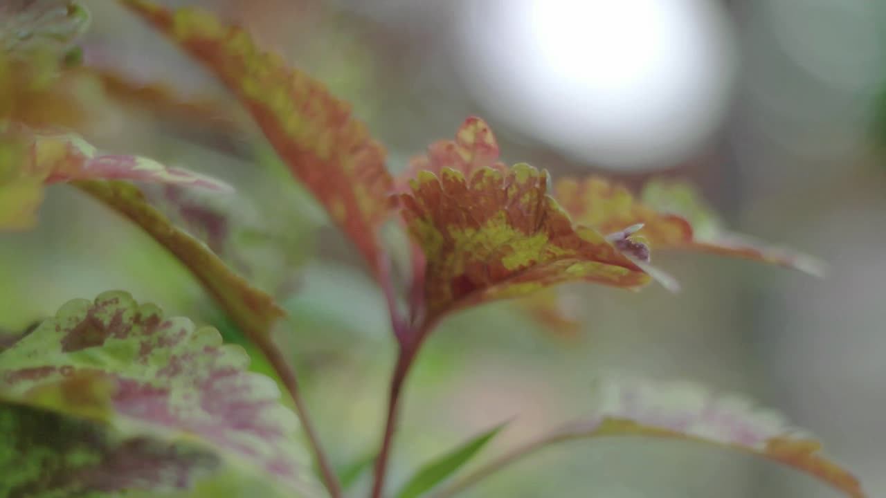 primer plano, hojas rojas que soplan en el viento